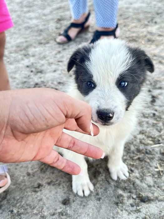 Border collie valor so hoje