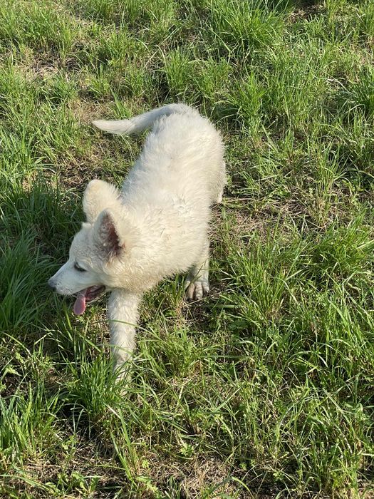 Zaprasza pies biały owczarek szwajcarski