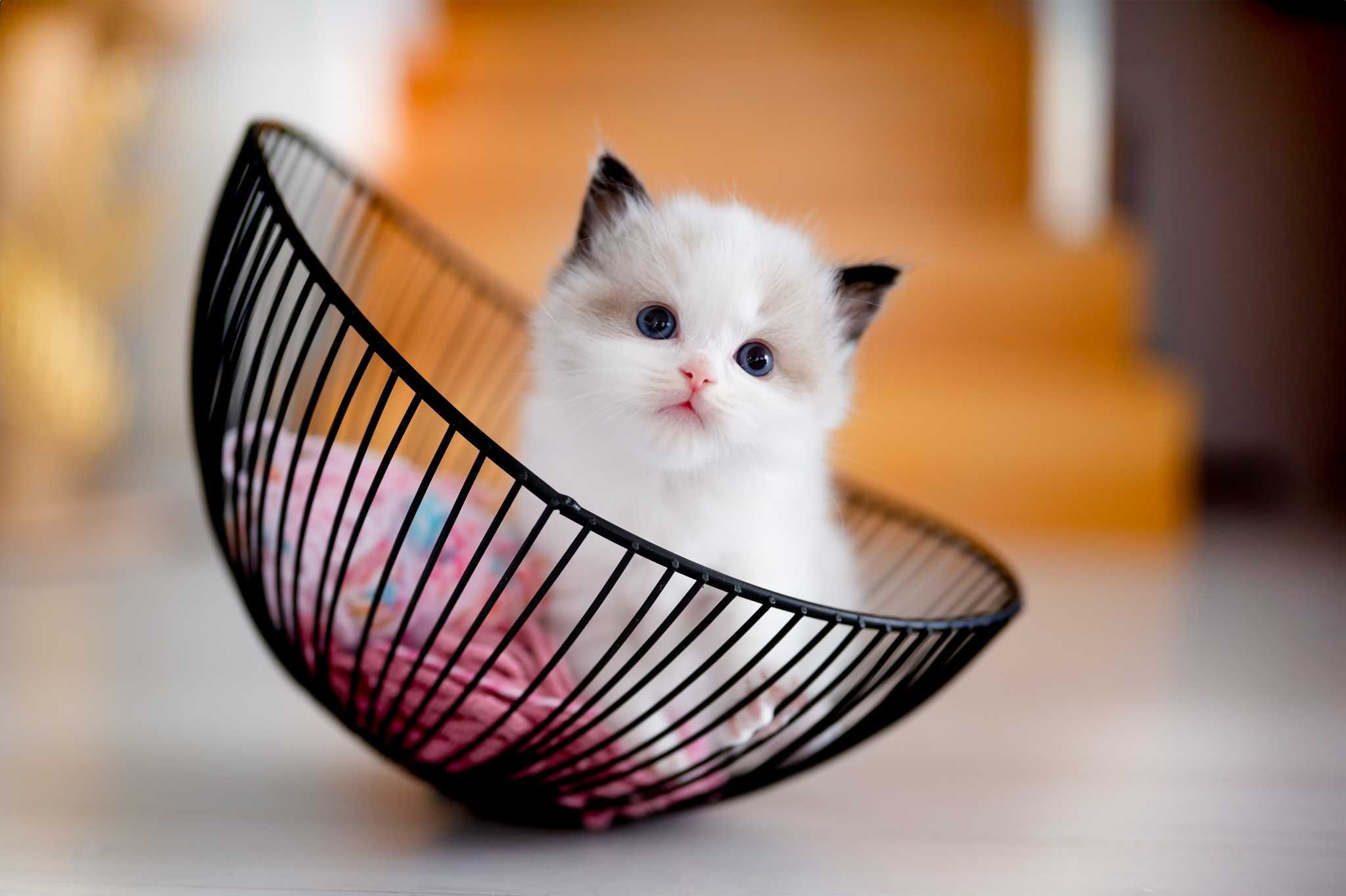 Ragdoll po Championach Rodowód WCF Lew w salonie*PL