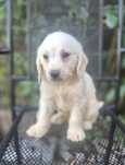 Labradoodle Szczeniaczki ! Zapraszam do Rezerwacji !