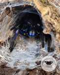 Chilobrachys Natanicharum (Electric Blue) SAMIEC ADULT