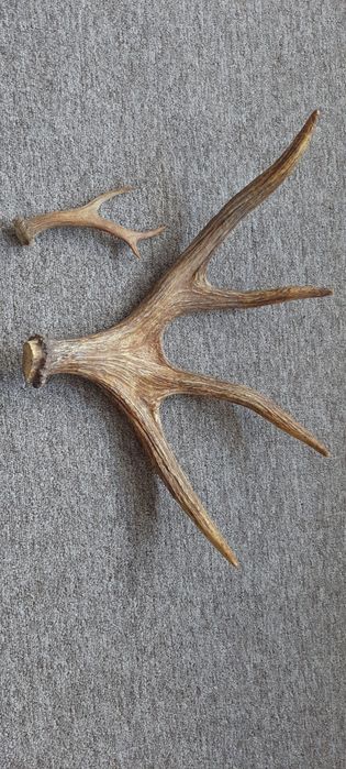 Продам рога оленя в отличном состоянии.