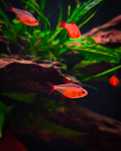 Bystrzyk Muzel Red Cherry Rarytas