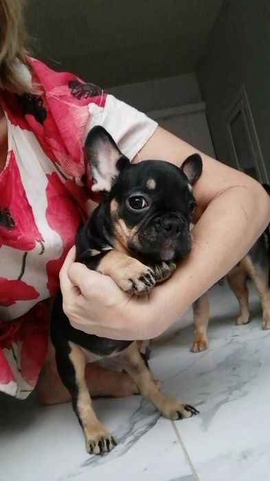 .Мини - малышка /тан,