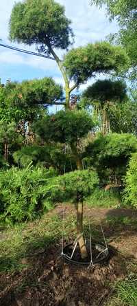 Bonsai, drzewka formowane
