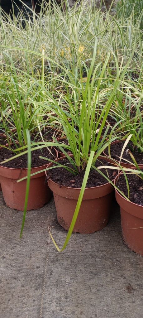 Carex Evergreen  duże sadzonki