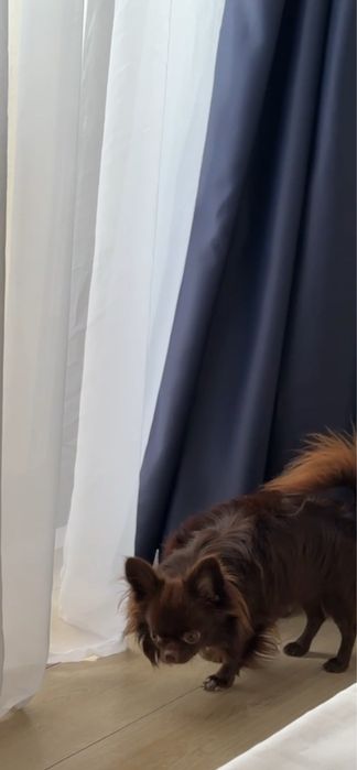 Шторы новые темно-синие