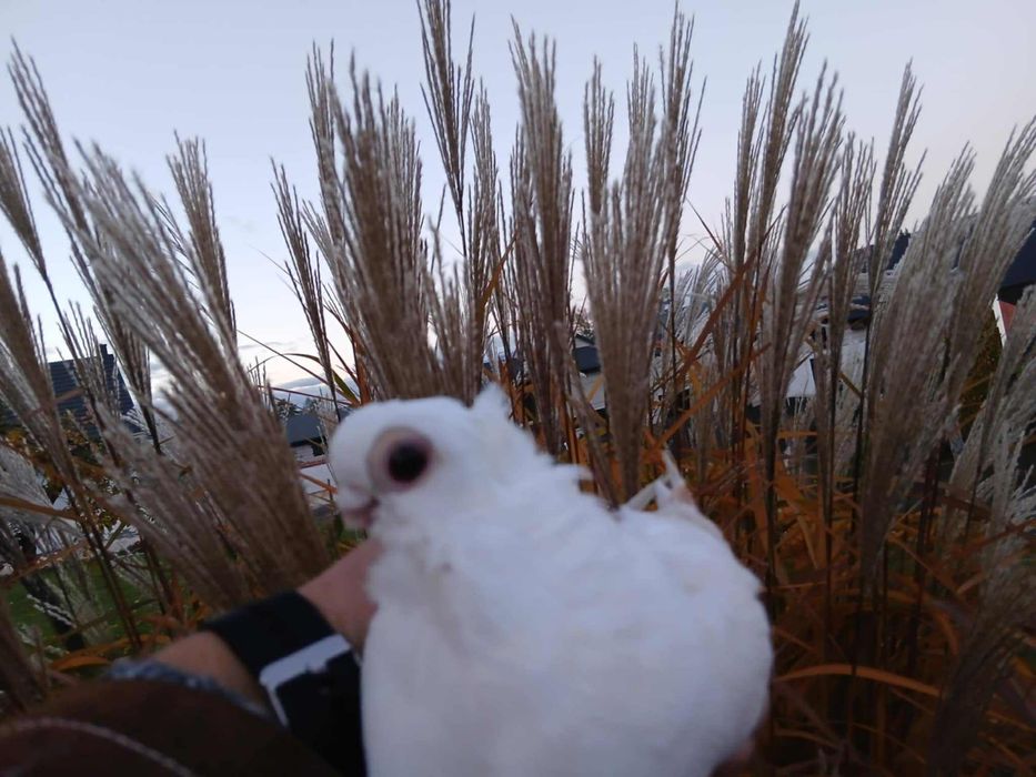 Gołąb samica popielaty