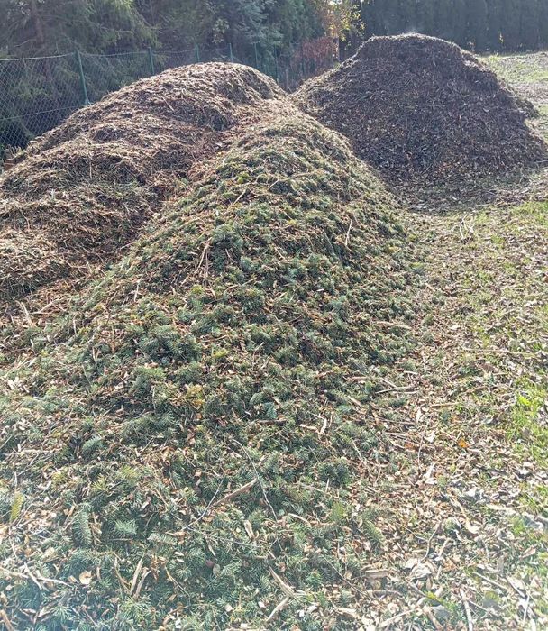 Świeża zrębka drzewna mix brzoza, leszczyzna, sosna, świerk biomasa