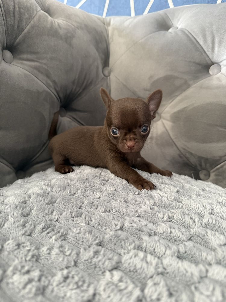 Chihuahua krótkowłosa
