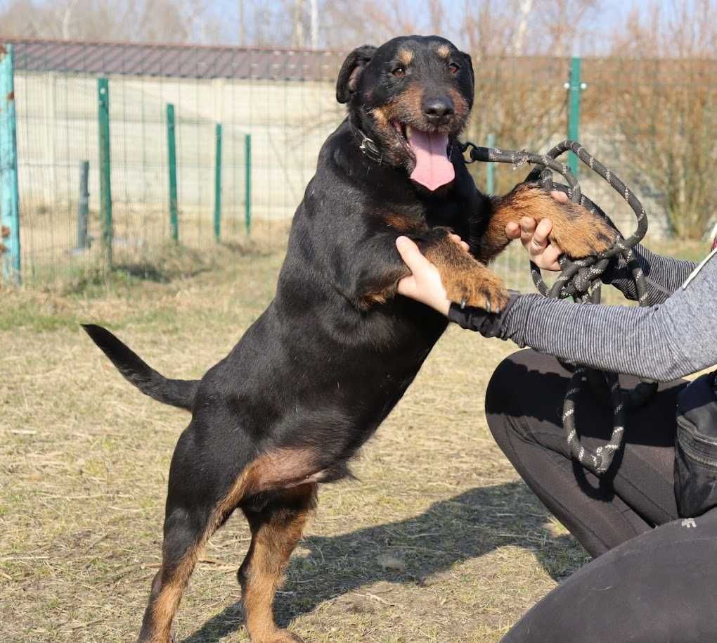 młody, przyjazny, nieduży pies czeka na dom
