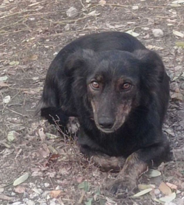 Замечена собака ДД,Зап-Левое,Шевчик