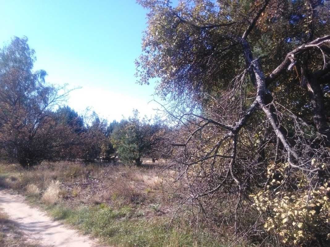 Продам землю, в Бучанском районе, село Соболивка.