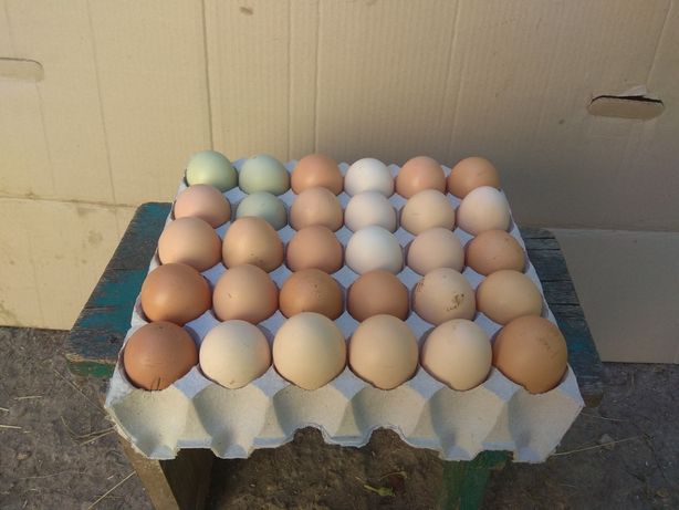 Яйця курячі, домашні.