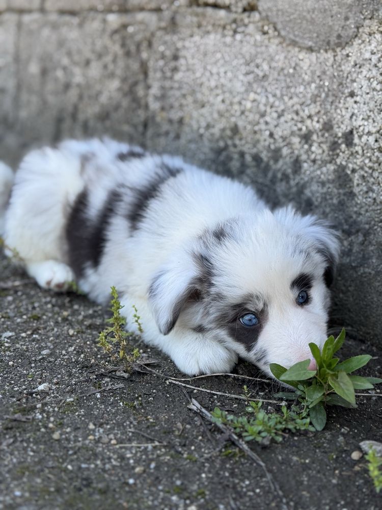 Border Collie macho azul merle / blue merle
