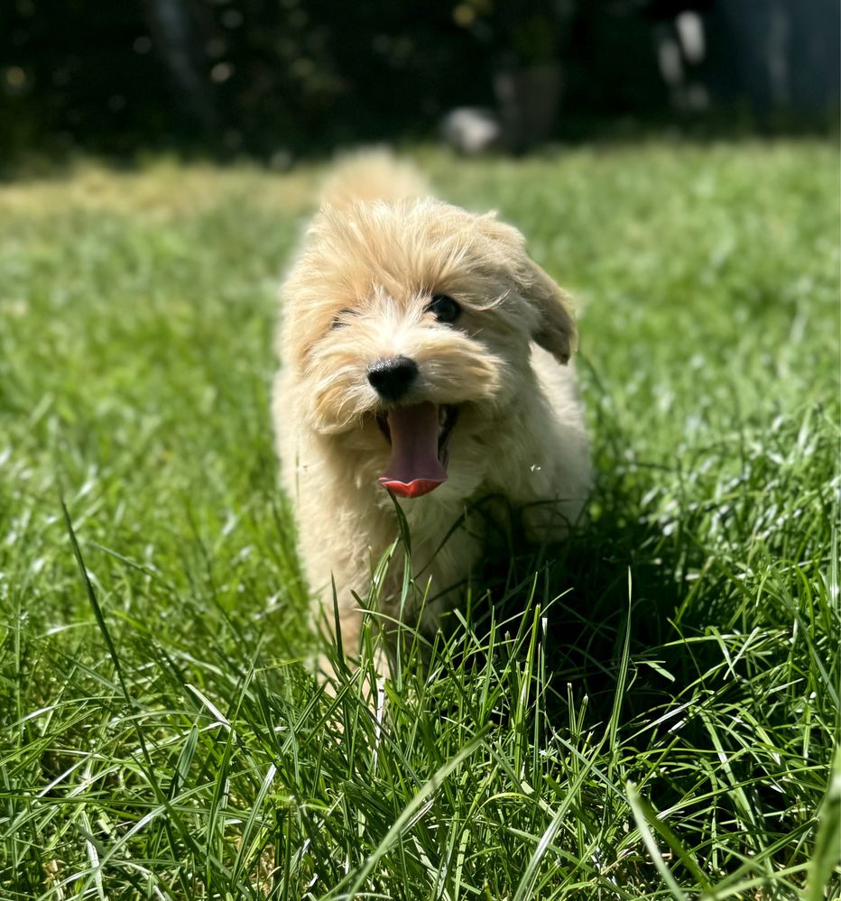 Maltipoo biszkoptowy piesek