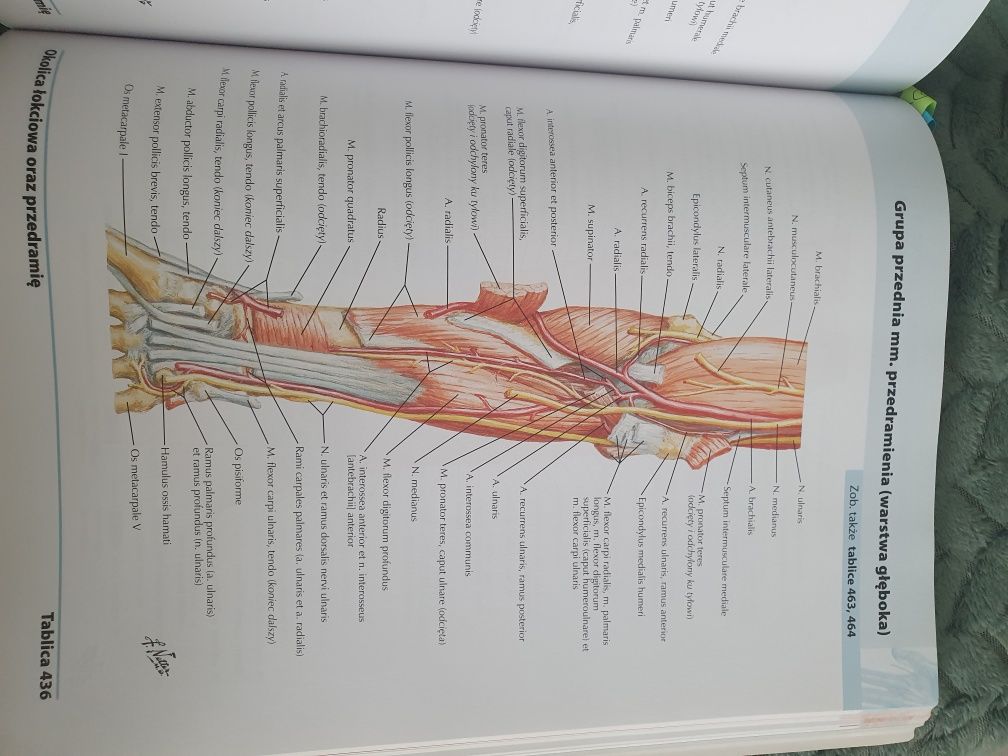 Atlas anatomii człowieka Netter