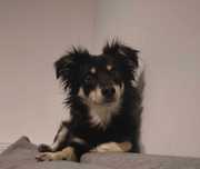 Kasztan do adopcji!