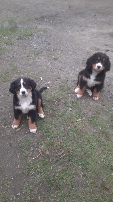 Berneński pieski pasterski