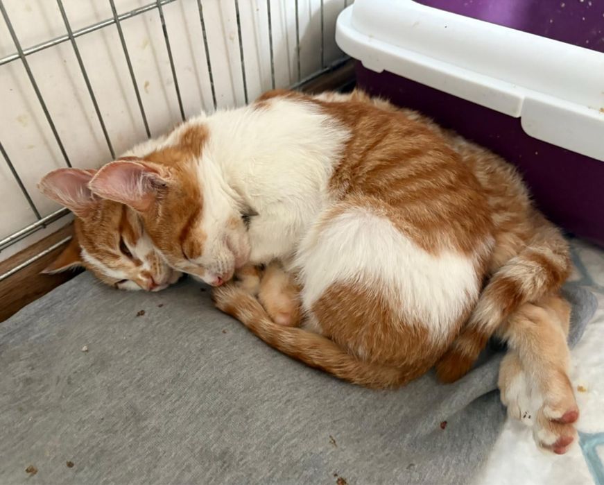 Piotruś i Wercia. Rodzeństwo wyrzucone jak śmieci