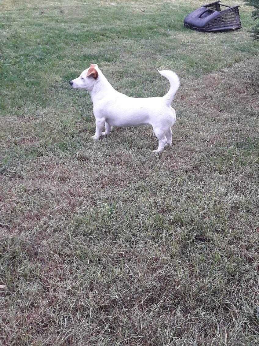 Jack Russell Terrier