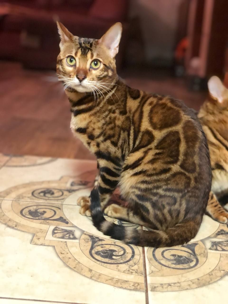 Бенгальский кот 1,5 года