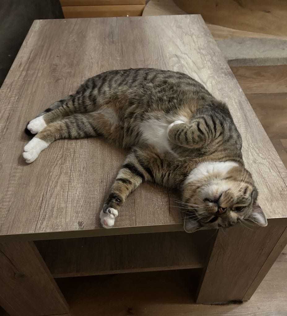 FIODOREK Kocurek do adpocji, 1.5 roku