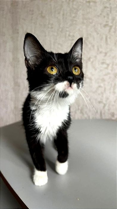 Отлаи_ кошки_ котята_ Мика