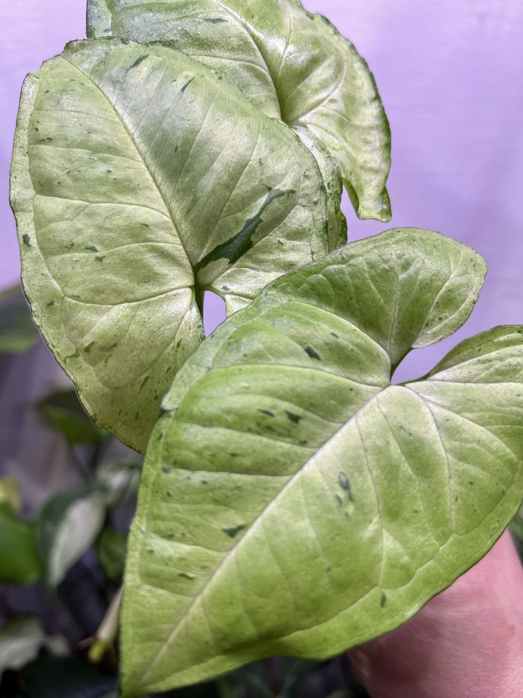 Syngonium Freckles ukorzenione