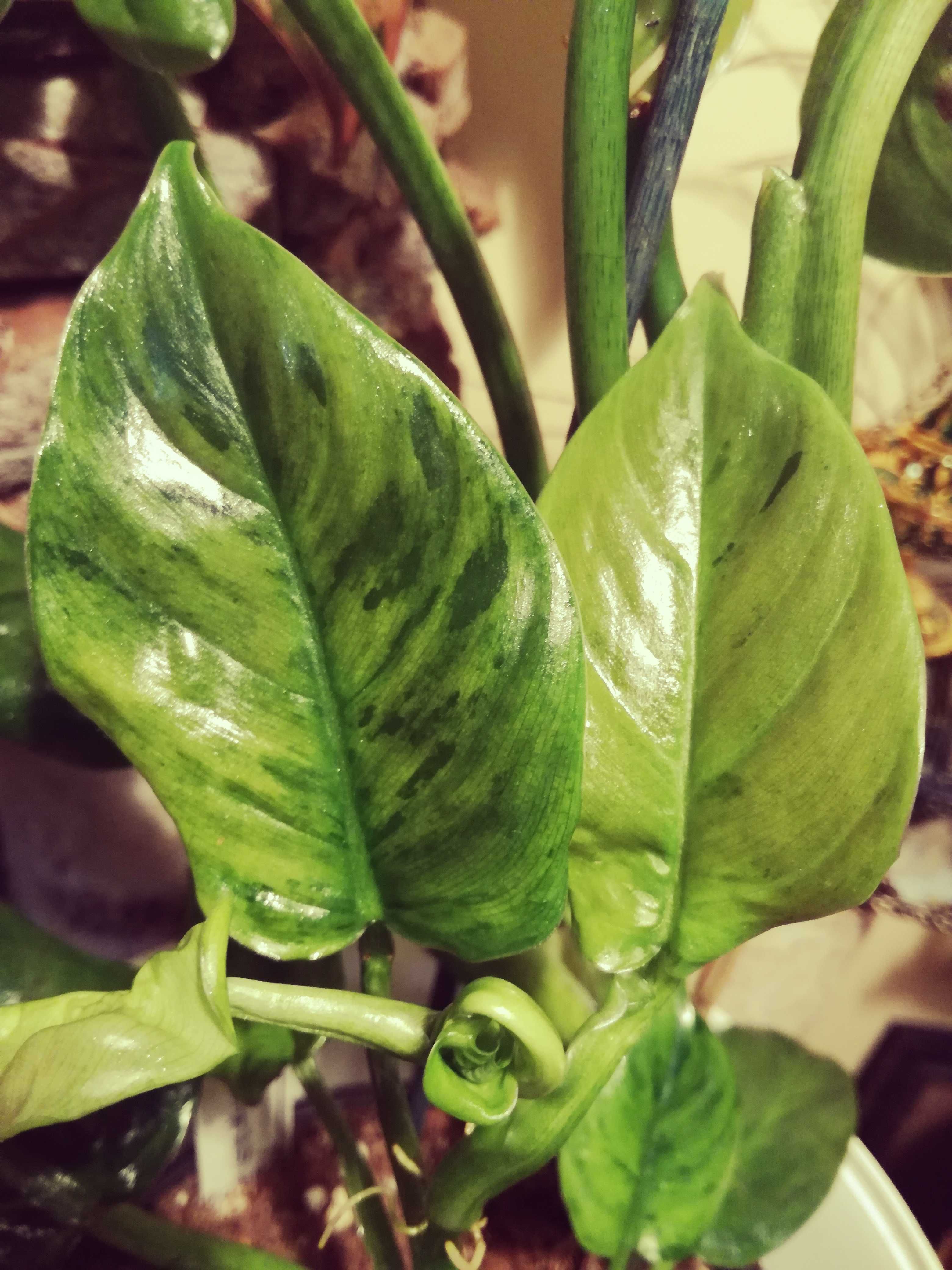 Philodendron Subhastatum Variegata UNIKAT kolekcja kwiat filodendron