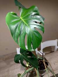 Monstera deliciosa dziurawa