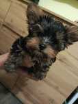 Piesek Yorkshire terrier