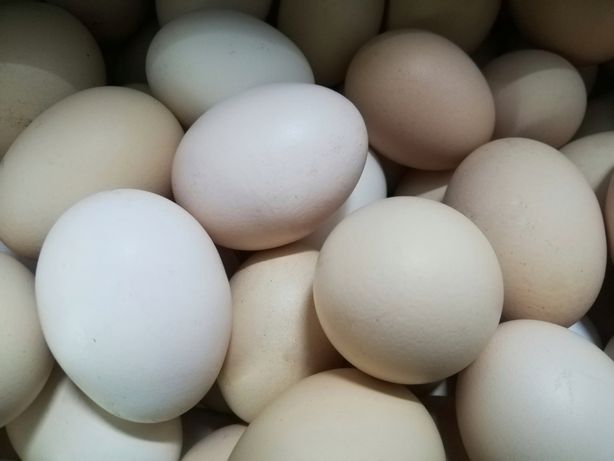 Свіженькі домашні яйця від сільської  курочки. Забирайте)