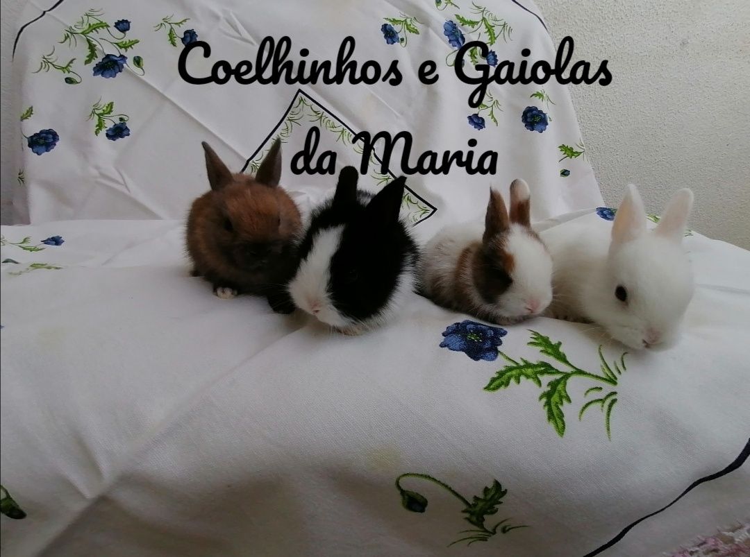 KIT Coelhos Anões Mini Toy, Mini Holandêz, Tedy, Belier (Orelhudo)