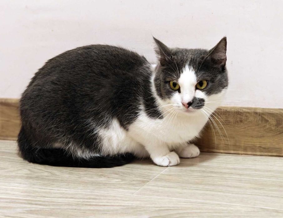 Без надії сподіваюсь — це на жаль, реальність кицюні Сірі