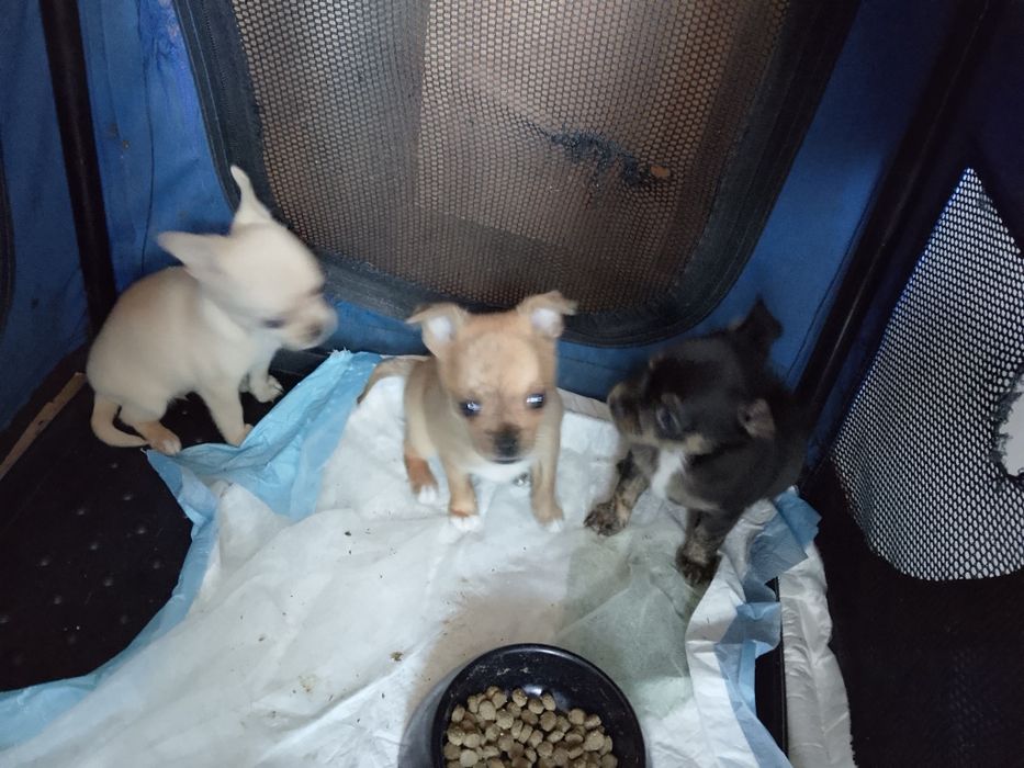 Sprzedam suczkę chihuahua