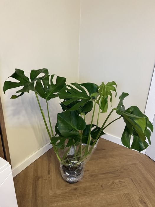 Монстера деліціоза