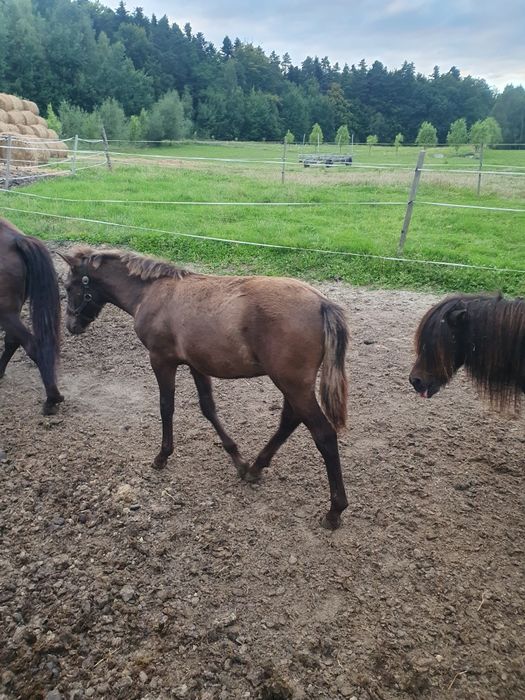 Ogierek huculski, hucuł sprzedam