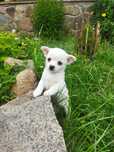 Chihuahua szczeniak