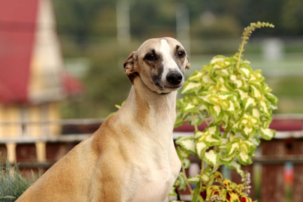 Whippet Chart Angielski, ZKwP/FCI, cudna sunia SATI