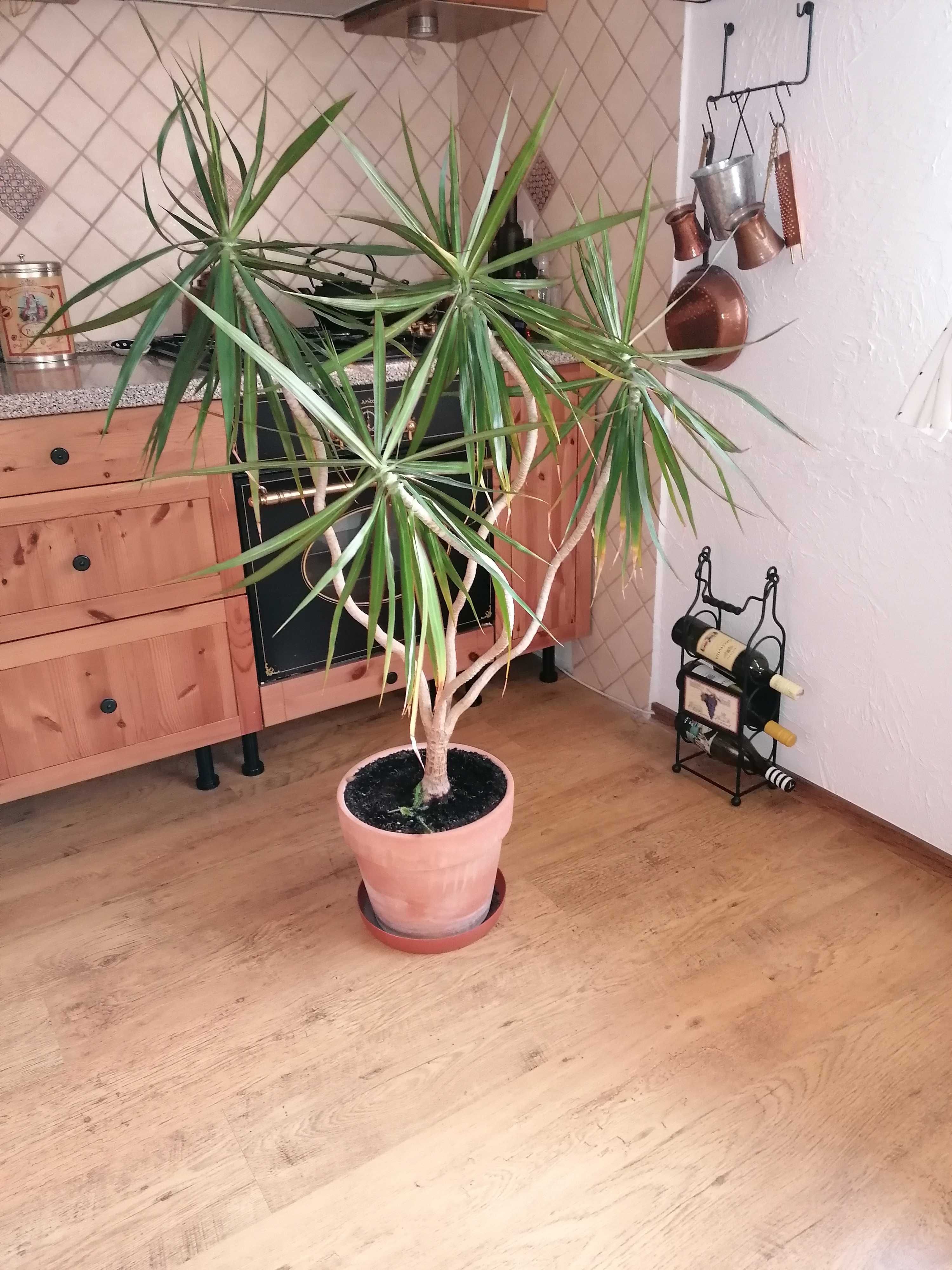 Kwiat doniczkowy żywy 15 lat duży dracena wysoki 140 cm