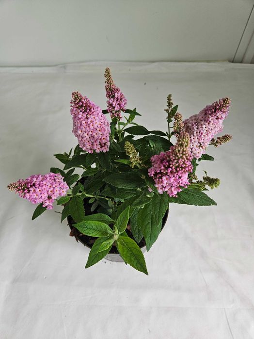 Budleja Dawida Little Pink 35cm – ozdobny krzew motyli do ogrodu C2