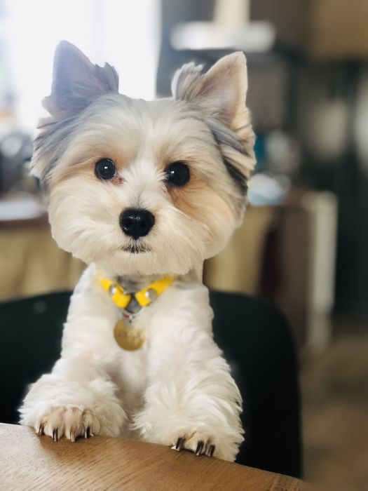 Бівер йорк хлопчик, вязка.