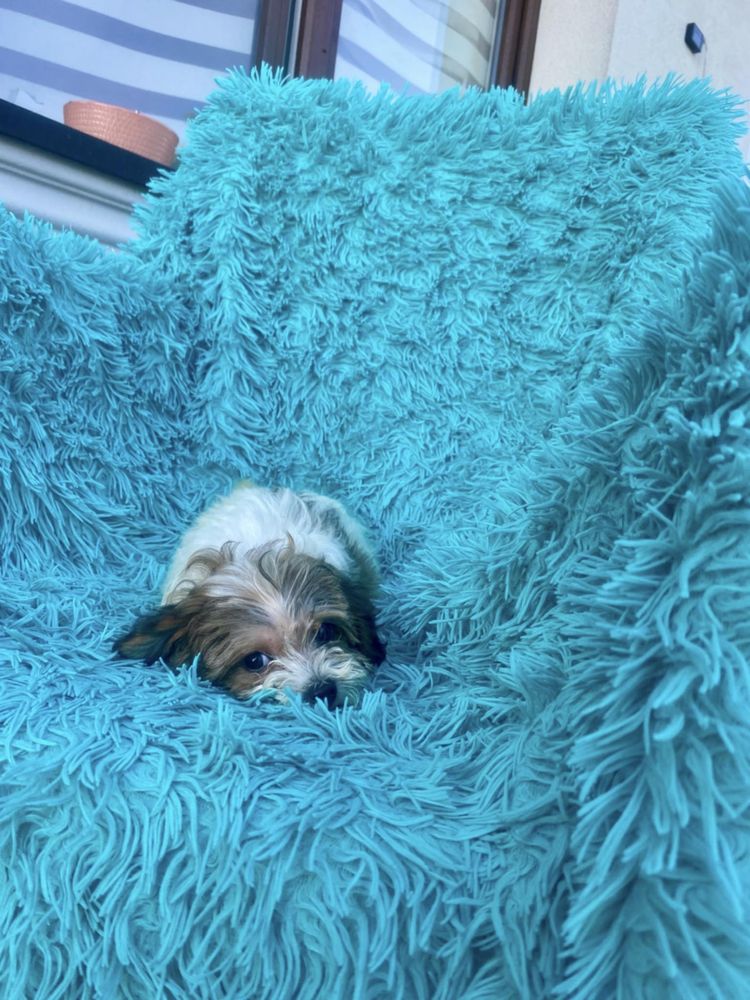 Cudowna niunia Maltipoo Maltańczyk Pudel Toy szuka kochajacej rodziny!