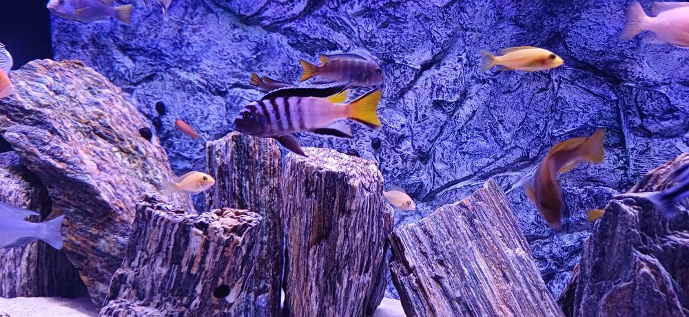 sprzedam pyszczaki Pseudotropheus elongatus Mphanga