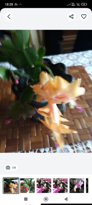 Grudniki żółte i łososiowe