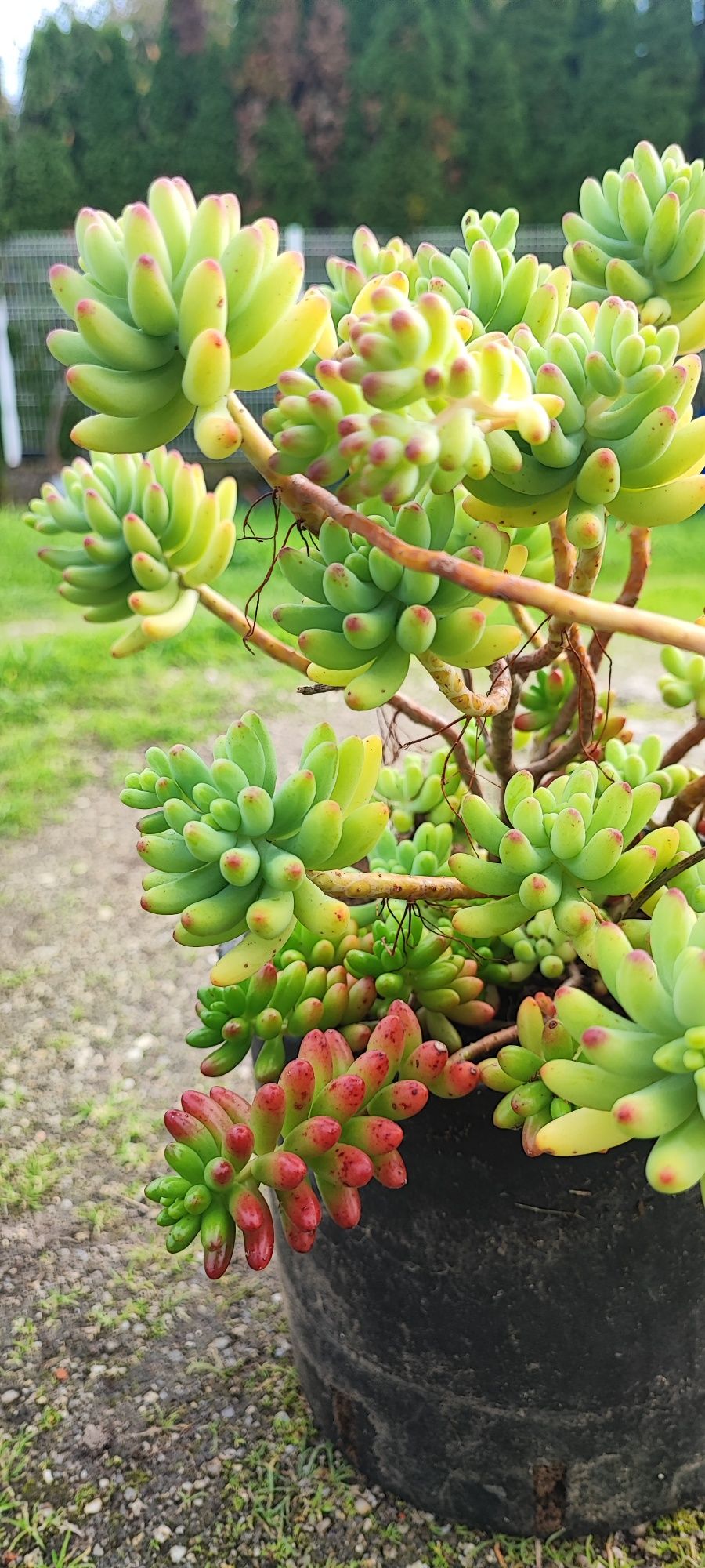 Planta suculenta