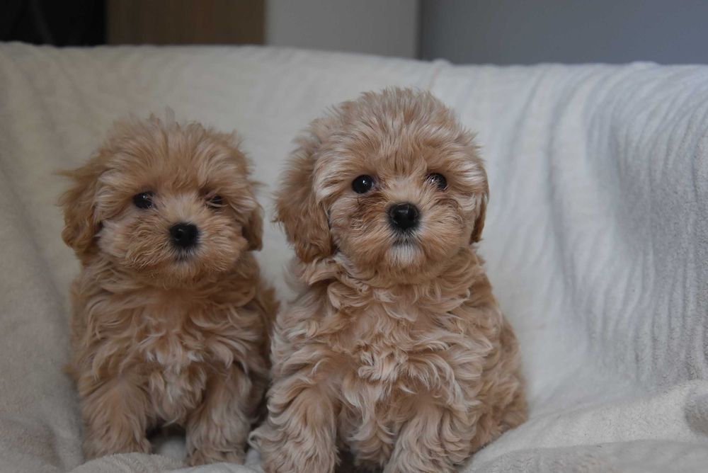 maltipoo śliczny maluszek