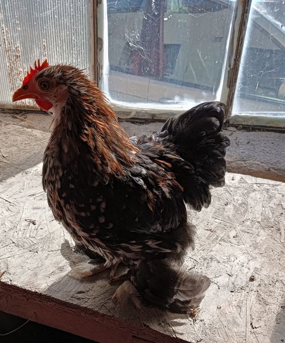 Kogutki kochin miniaturowy