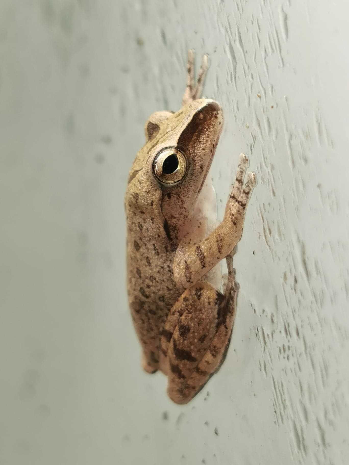 Bambusowa żaba latająca Polypedates leucomystax